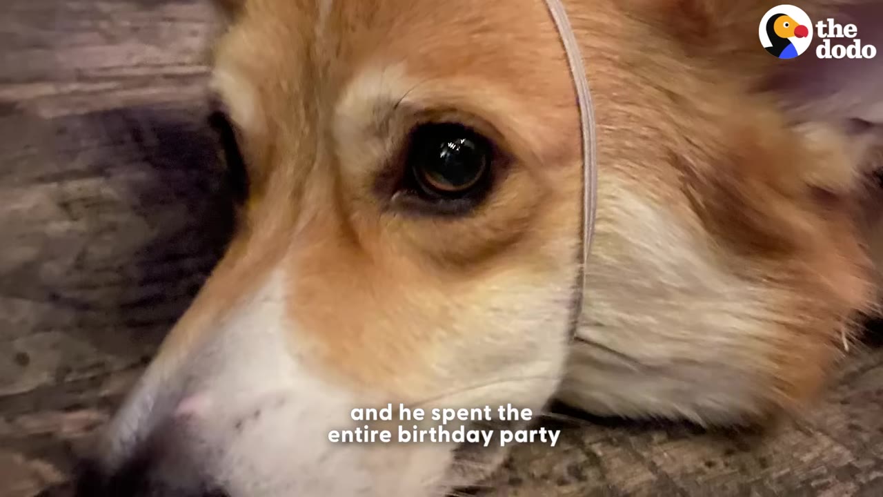 A close-up of a corgi named Dash with an elastic strap under his chin, looking off-camera with a solemn expression.