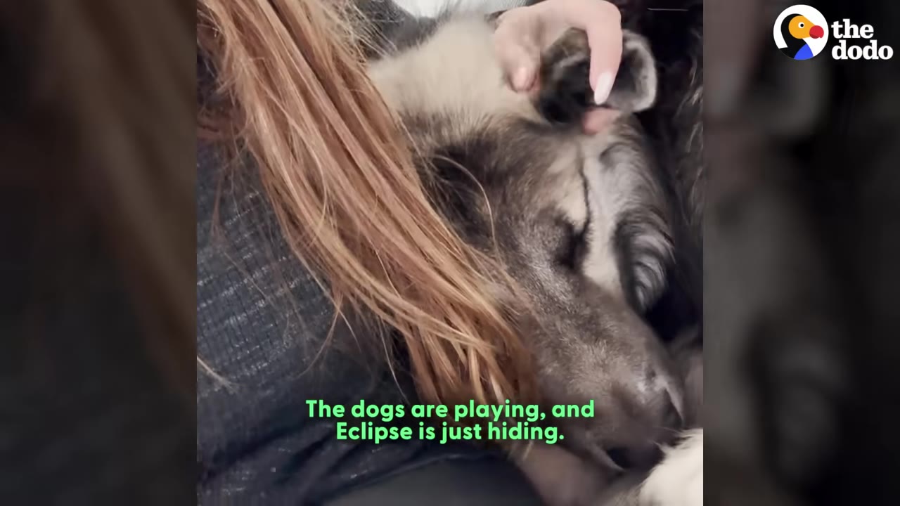 A fluffy grey and black dog named Eclipse rests her head against a woman's shoulder while being gently petted.