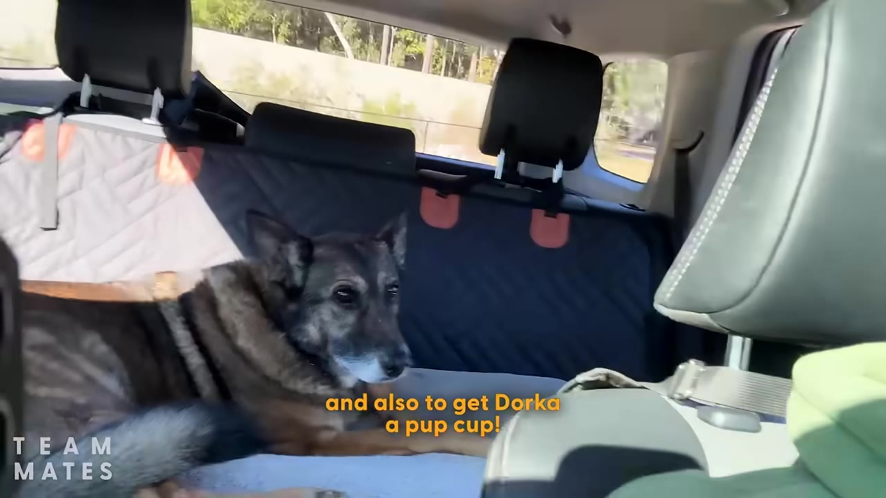 A German Shepherd mix lies comfortably on a padded seat cover in the back of a car during a road trip.