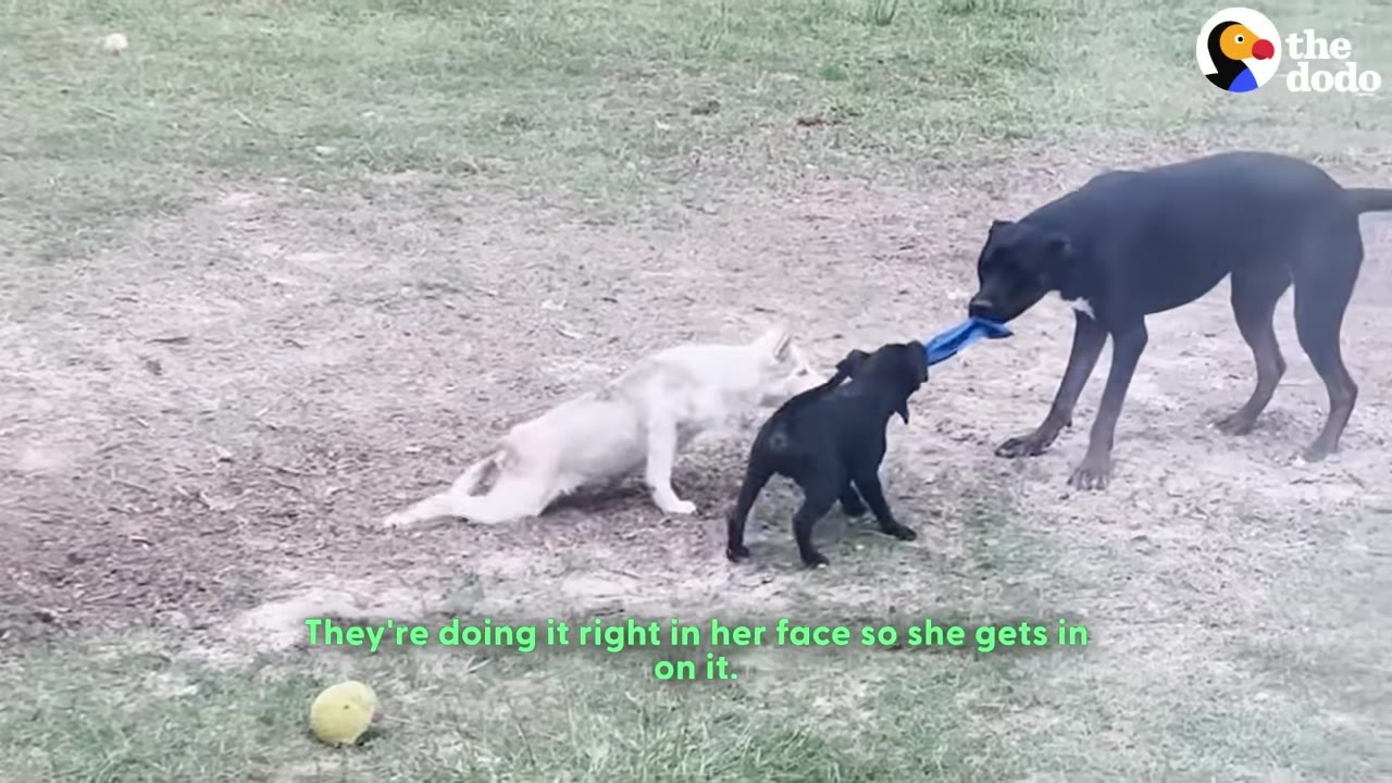 A small white dog with mobility issues drags its hind legs while watching two black dogs play tug-of-war with a blue toy in a grassy yard.