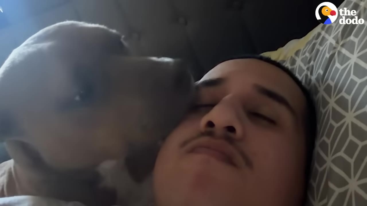 A close-up shot of a tan dog licking a man's cheek as they lie together on a pillow.