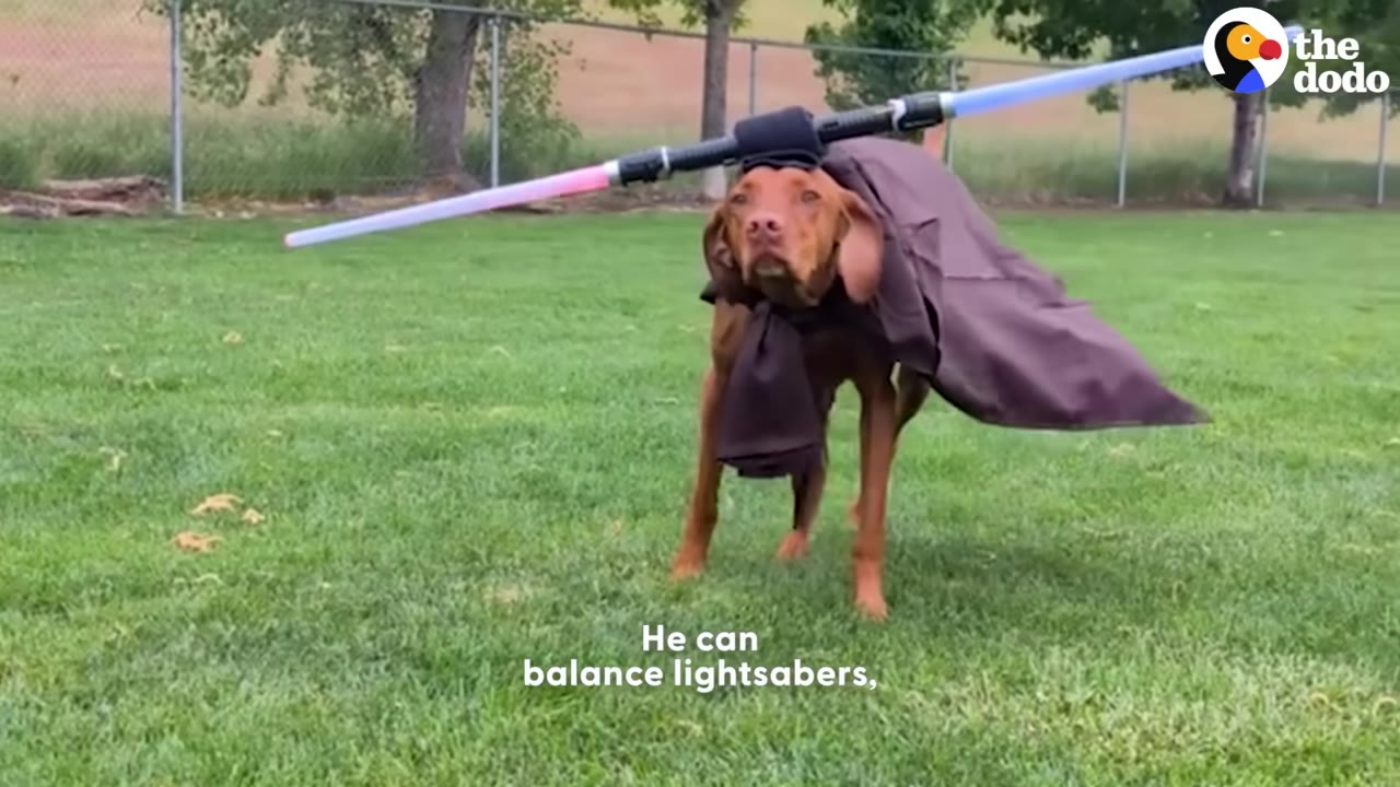 A brown Vizsla dog wearing a brown cape balances a double-sided toy lightsaber on its head while standing on a green lawn.
