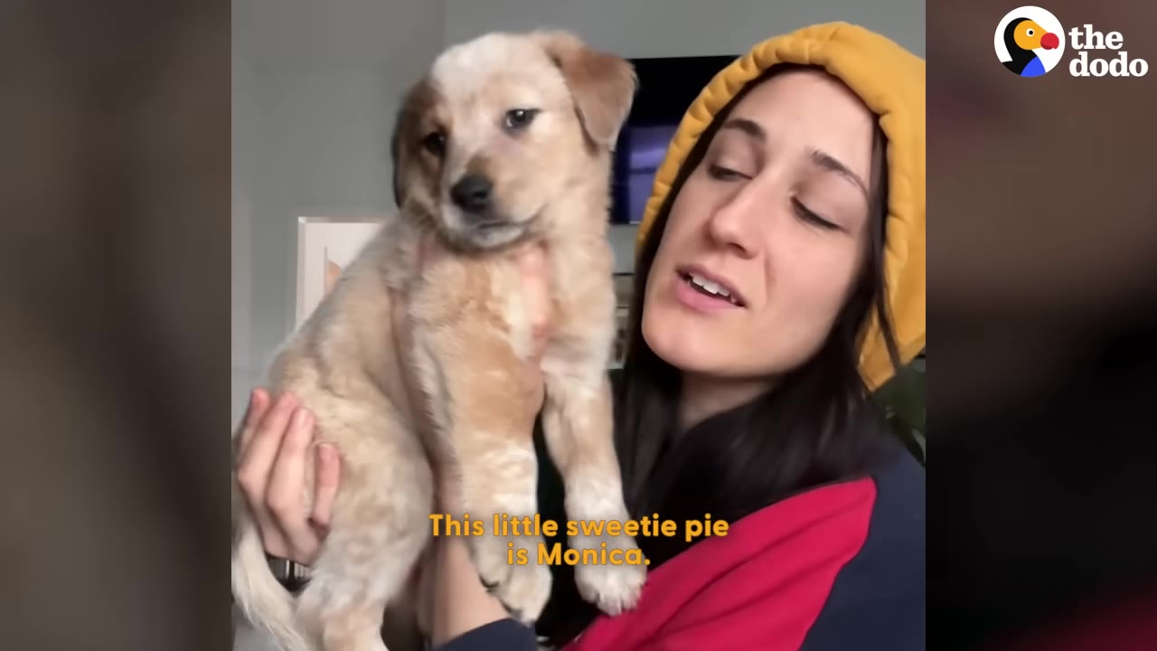 A woman wearing a yellow hood holds up a light brown puppy, with text on screen reading, 'This little sweetie pie is Monica.'