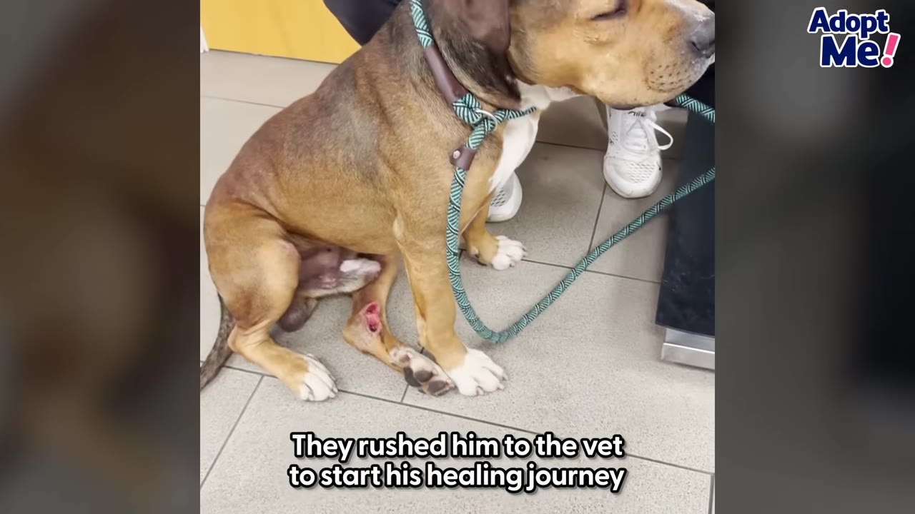 A brown and white dog with a leash sits on a tiled floor at a veterinary clinic, showing a wound on its hind leg.