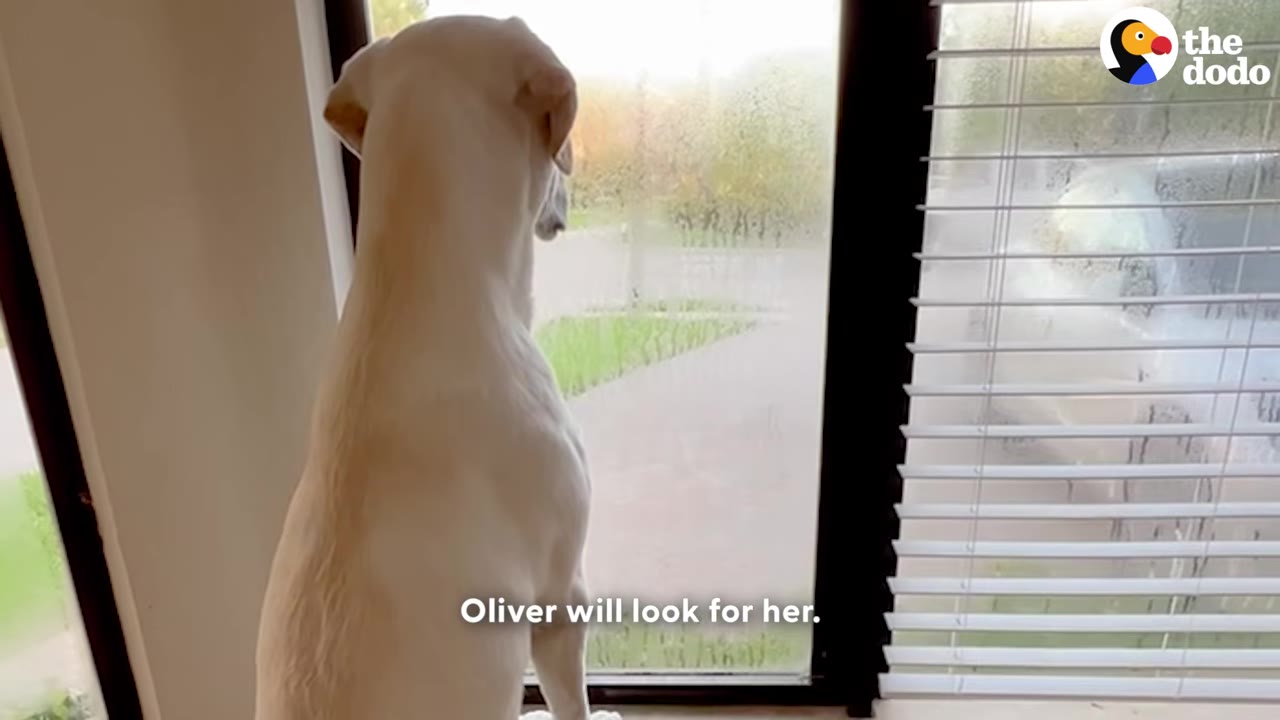 A white dog named Oliver stands inside, looking out of a large window into a misty yard.