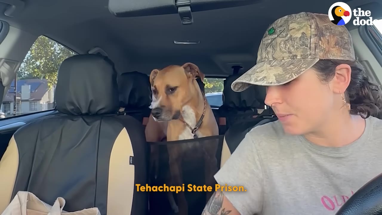 A tan and white dog sits in the back seat of a car looking forward, while a woman wearing a camouflage cap drives.