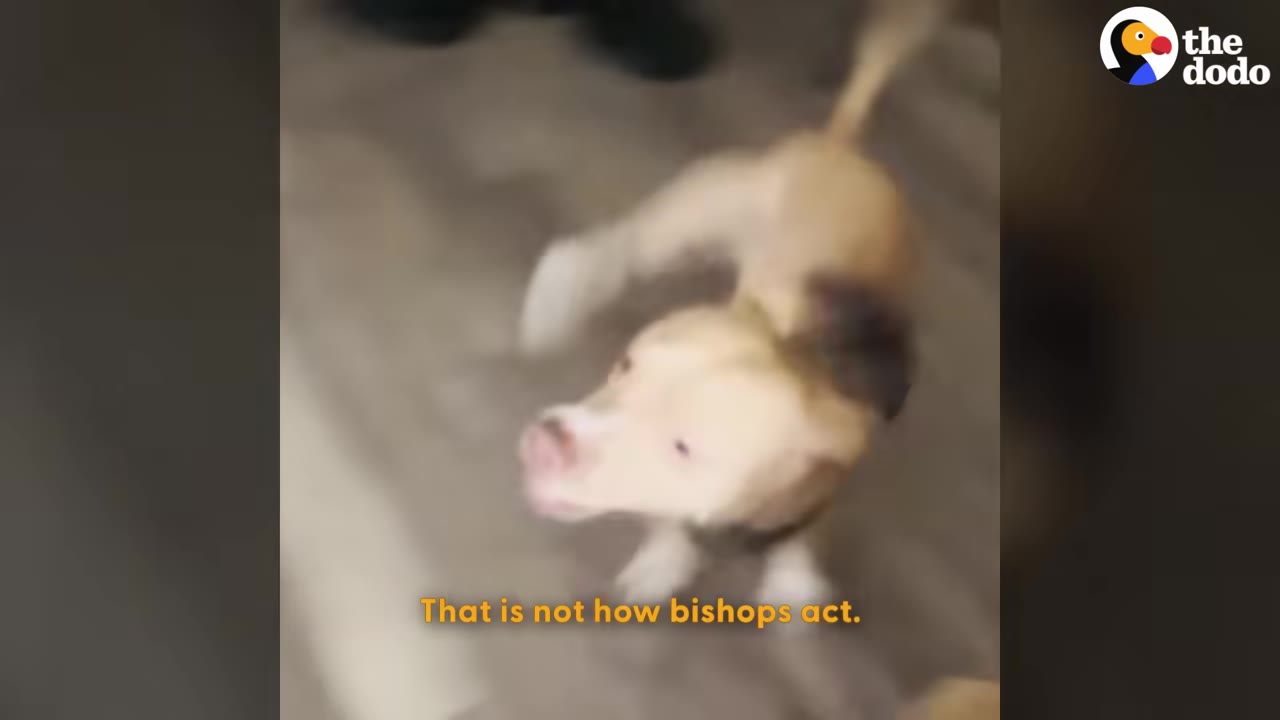 A tan and white dog looking up with a blurry background, with the subtitle 'That is not how bishops act.'