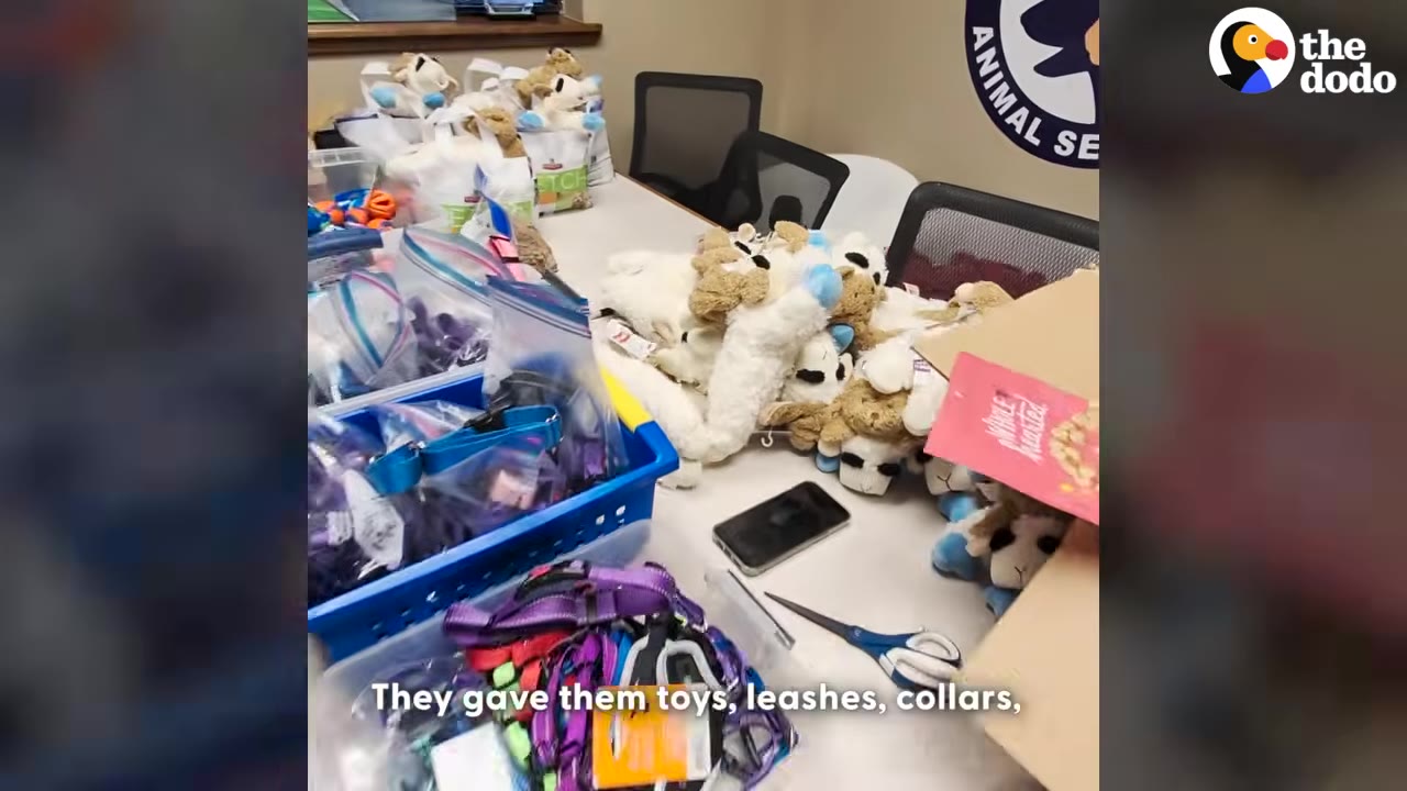 A table filled with pet supplies including plush toys, plastic bags containing leashes and collars, and scissors.