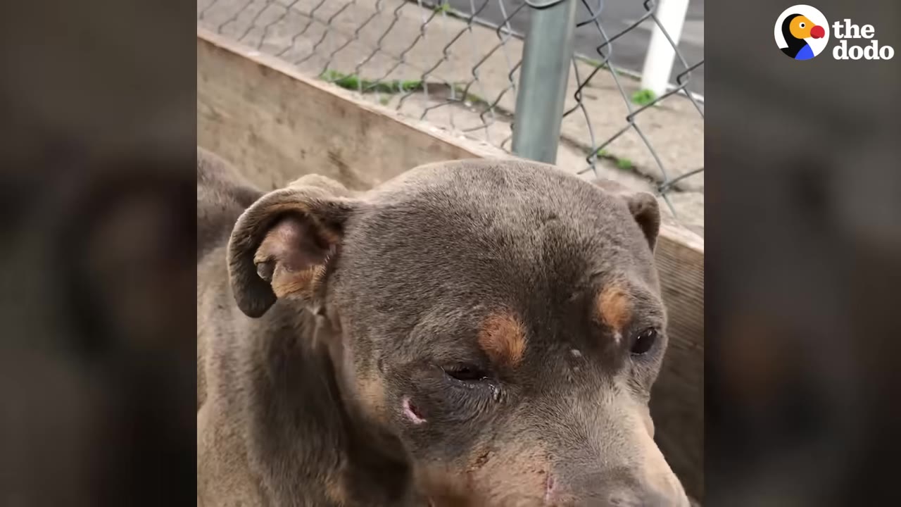 A close-up shot of a grey and tan dog looking downcast with a sad expression, standing near a wooden barrier and chain-link fence.