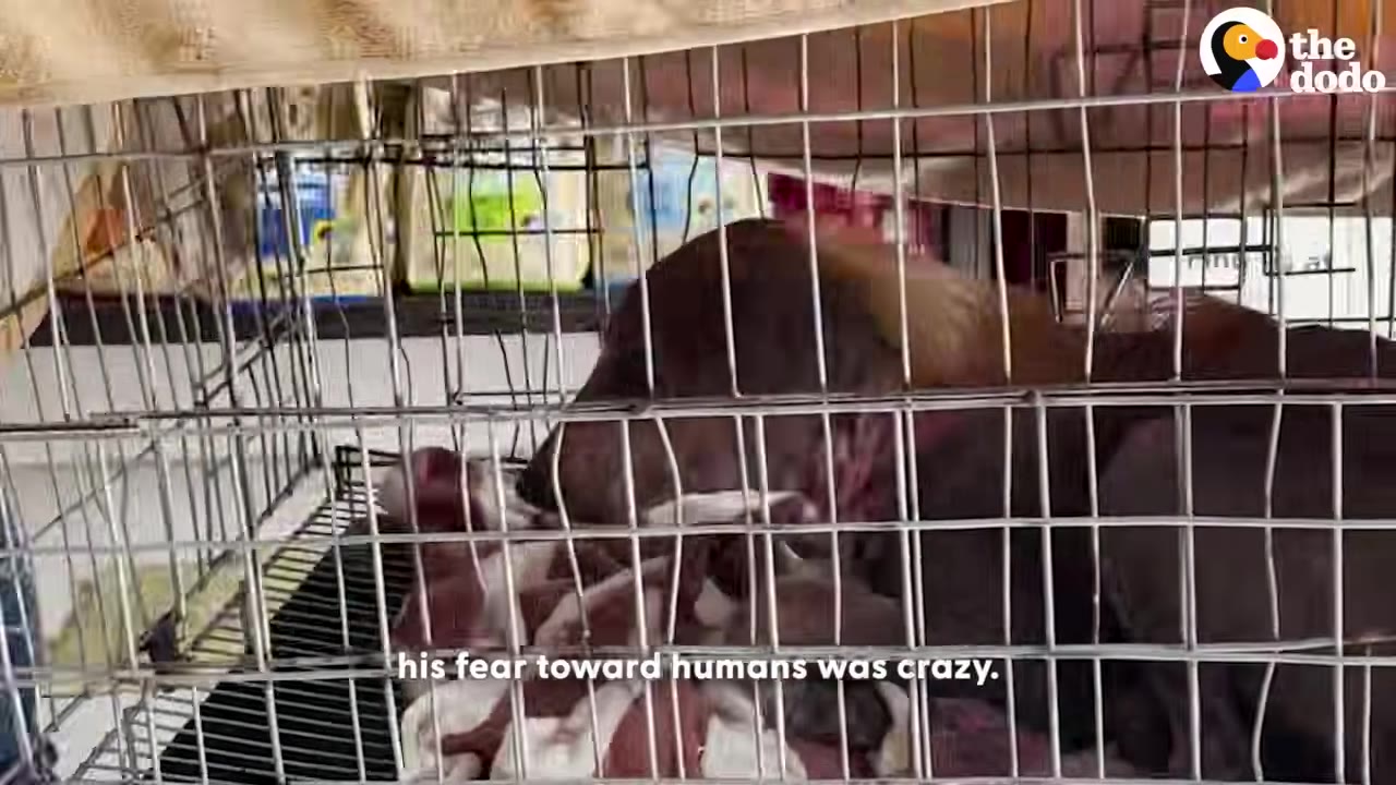 A brown dog huddled inside a metal wire cage on top of a striped blanket.