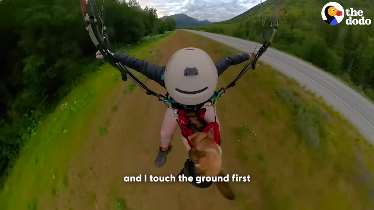A top-down view of a person wearing a helmet and paragliding harness with a dog secured in a red harness in front of them as they glide over a grassy area.