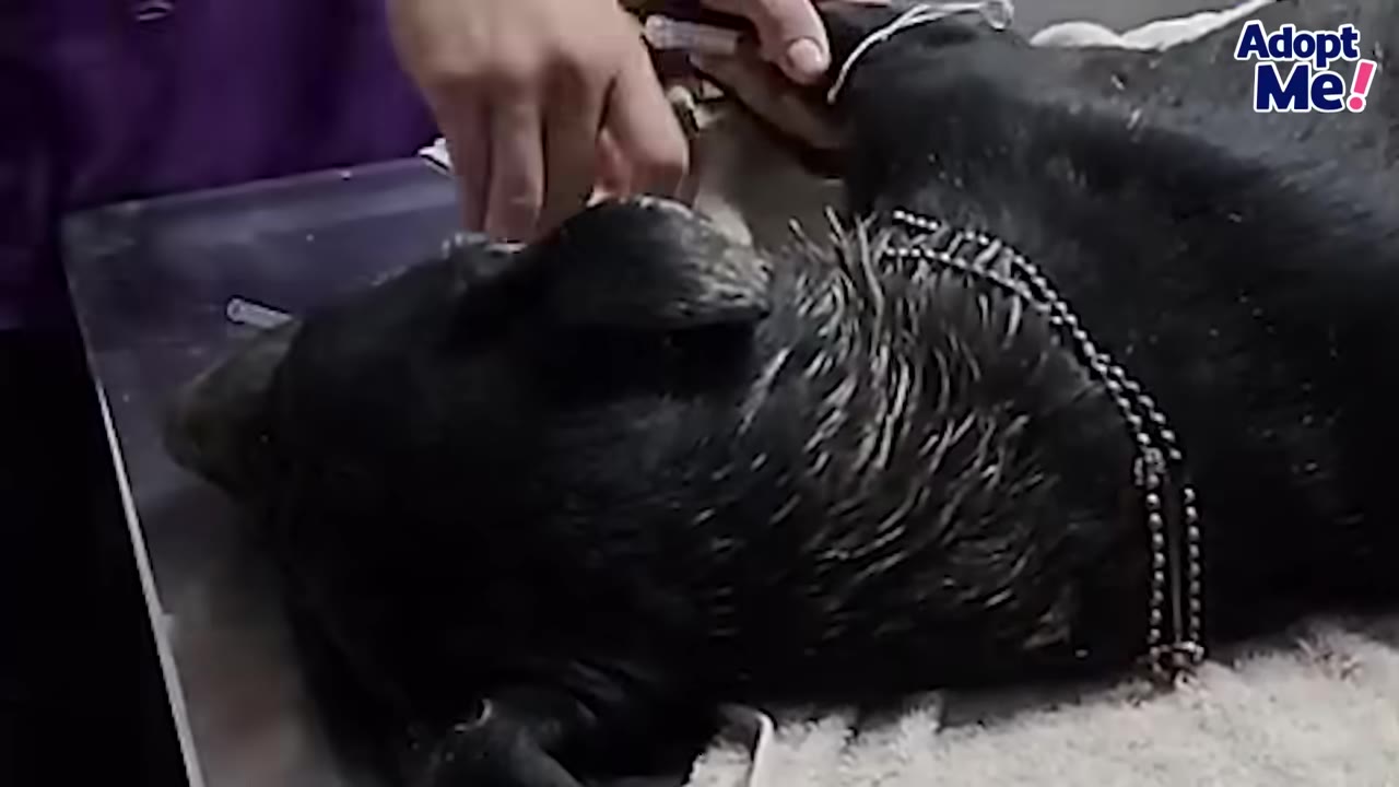 A black dog lies on a metal veterinary examination table while a veterinarian's hands examine her.