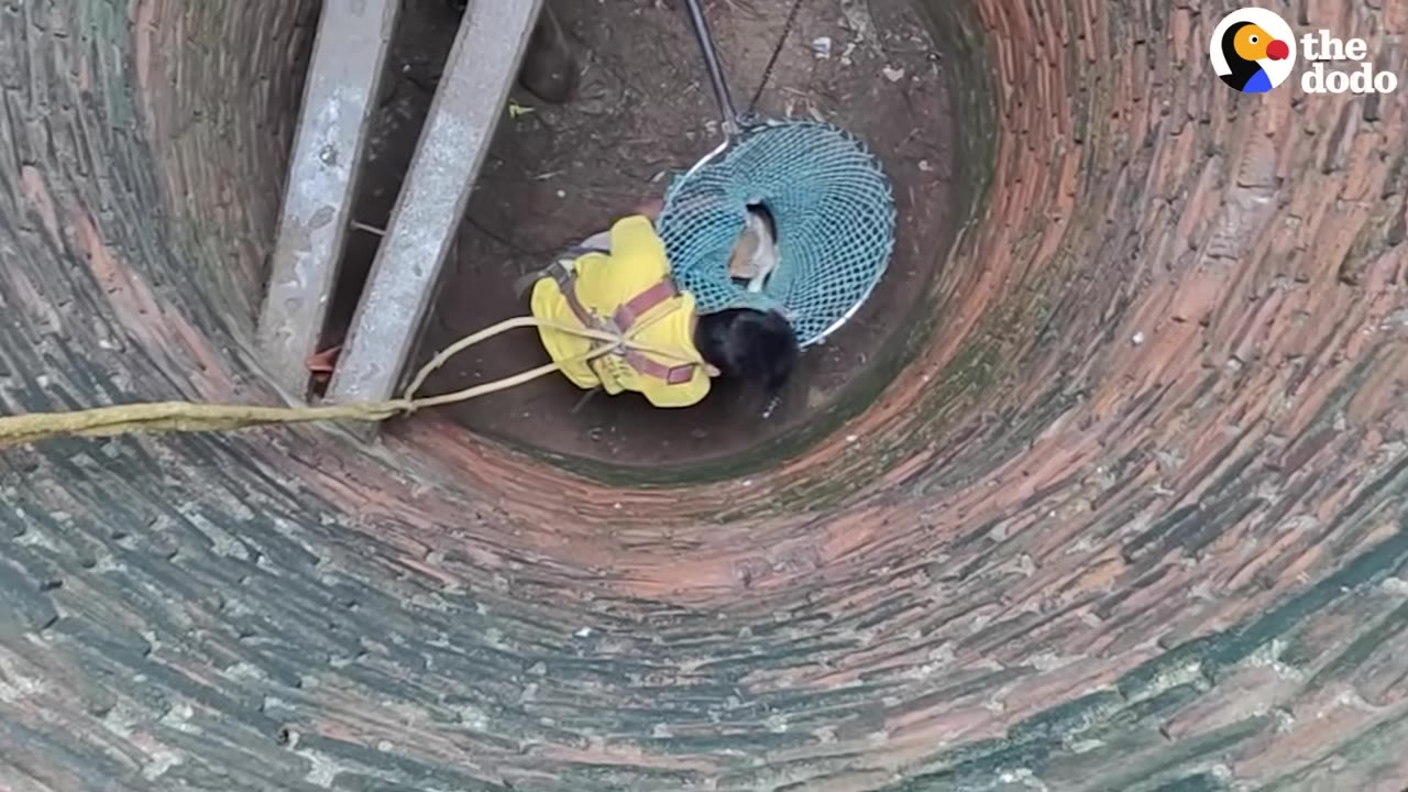 An overhead view looking down a brick well where a rescuer in a yellow shirt and safety harness uses a blue mesh net to secure a small dog at the bottom.