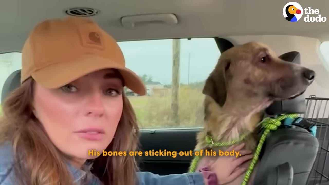 A woman wearing a brown cap looks sadly at the camera inside a vehicle next to a thin dog, with text reading 'His bones are sticking out of his body.'