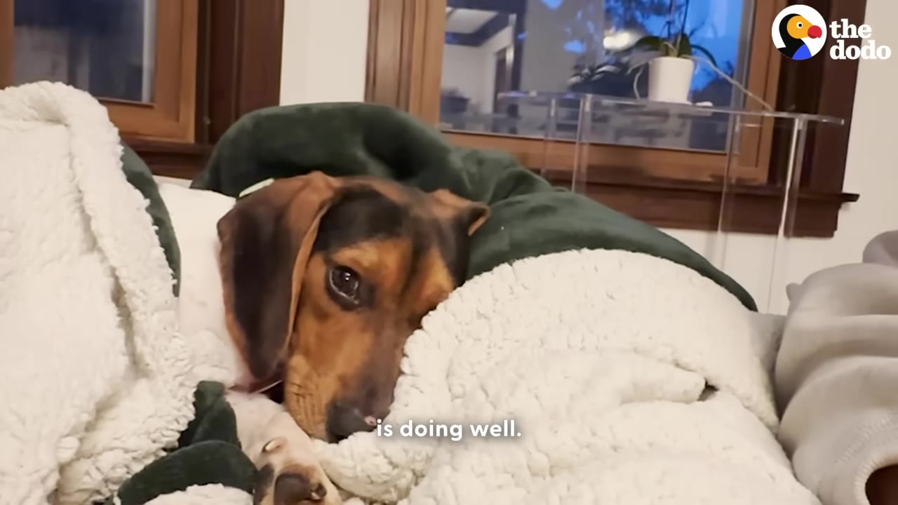 A brown, black, and white hound dog rests comfortably, snuggled under a white fleece blanket and a green blanket.