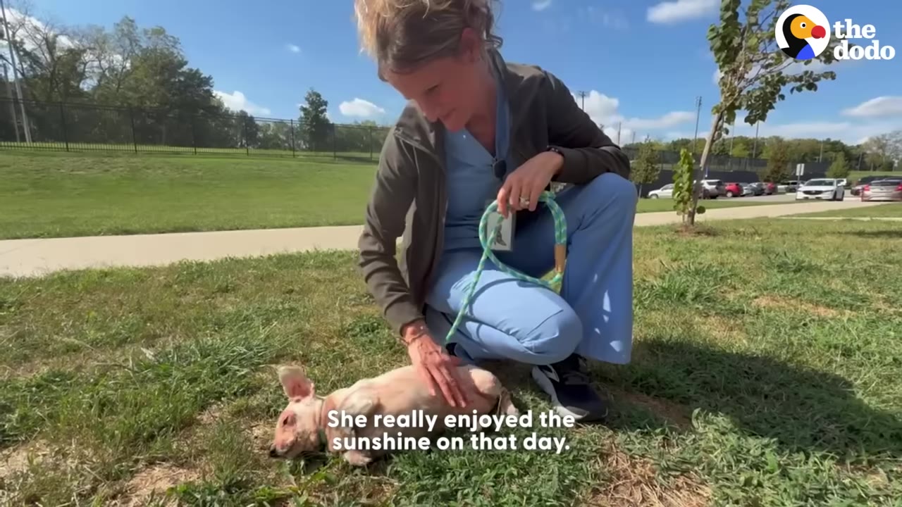 A small pinkish dog lies on its back in the green grass under a sunny blue sky, while a woman in blue scrubs kneels beside her and gently pets her belly.