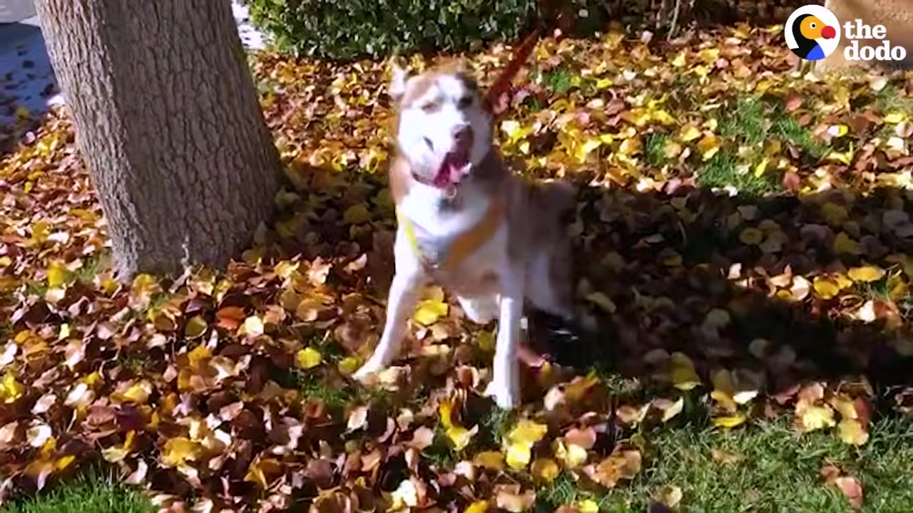 A brown and white husky wearing a yellow harness stands on its own in a pile of autumn leaves next to a tree trunk.