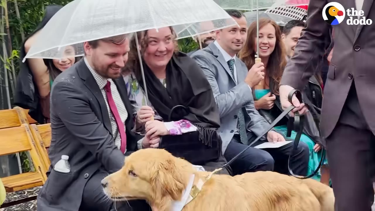 A golden retriever is petted by smiling wedding guests sitting under clear umbrellas during an outdoor ceremony.