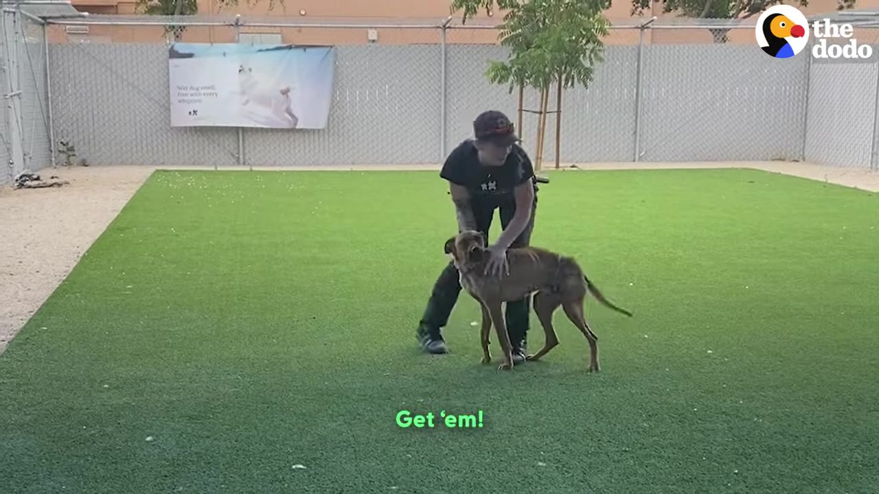 A person in a black shirt and cap interacts with a thin brown dog on a green turf field at an outdoor shelter enclosure.