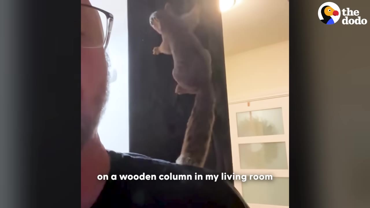 A small squirrel climbing up a dark wooden column in a living room, with a man wearing glasses partially visible in the foreground.