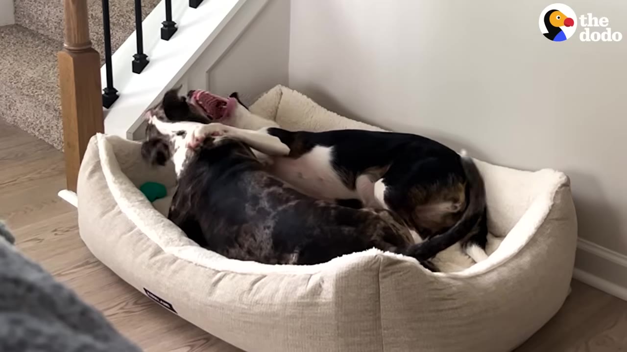 A brindle dog and a black-and-white dog share a dog bed, with the black-and-white dog opening its mouth wide in a play-bite or yawn near the other dog's face.