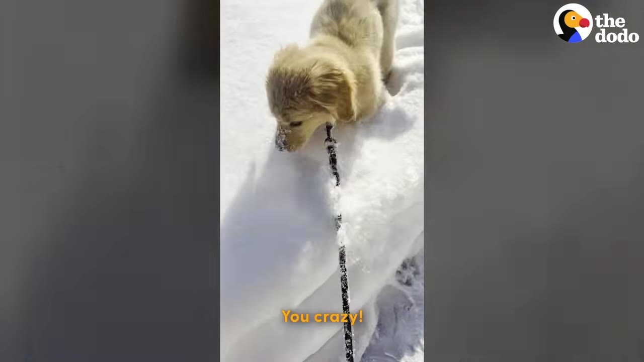 A golden retriever puppy on a leash sniffs a deep bank of white snow.