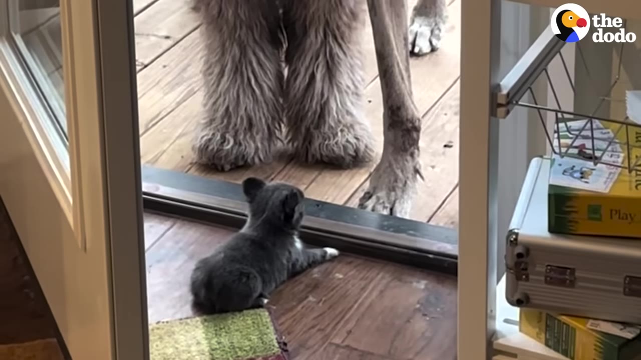 A tiny grey puppy sits inside by an open doorway, facing the massive paws of two large dogs standing outside on a wooden deck.