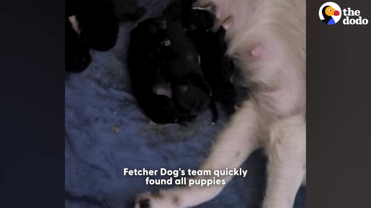 A close-up view of several tiny newborn black puppies huddled together on a blue blanket next to their mother dog.