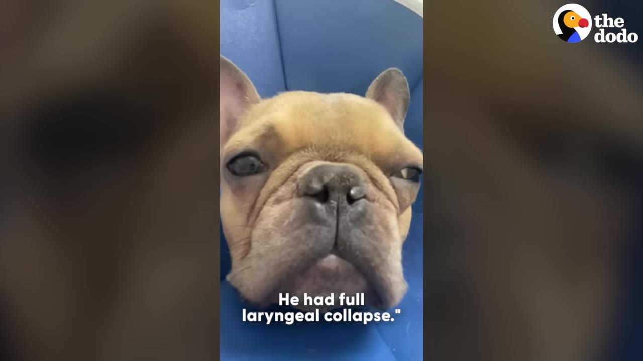A close-up of a tan French bulldog wearing a blue medical cone, with text on the screen reading, 'He had full laryngeal collapse.'