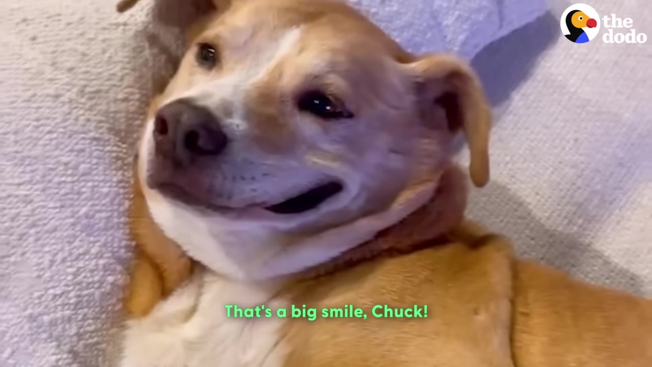 A tan and white dog lying on its back on a white blanket, looking up with a wide, happy smile on its face.