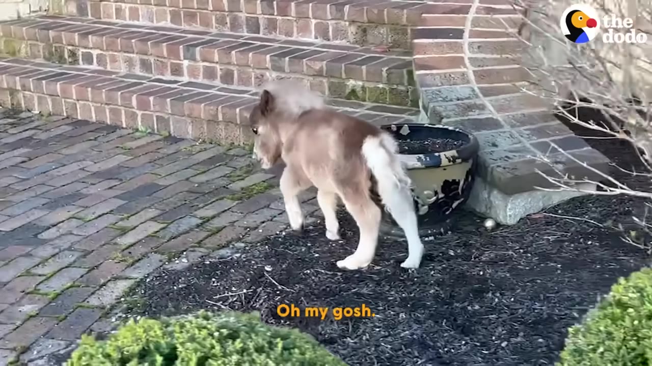 A tiny brown and white miniature horse walks on a mulch bed next to brick steps.