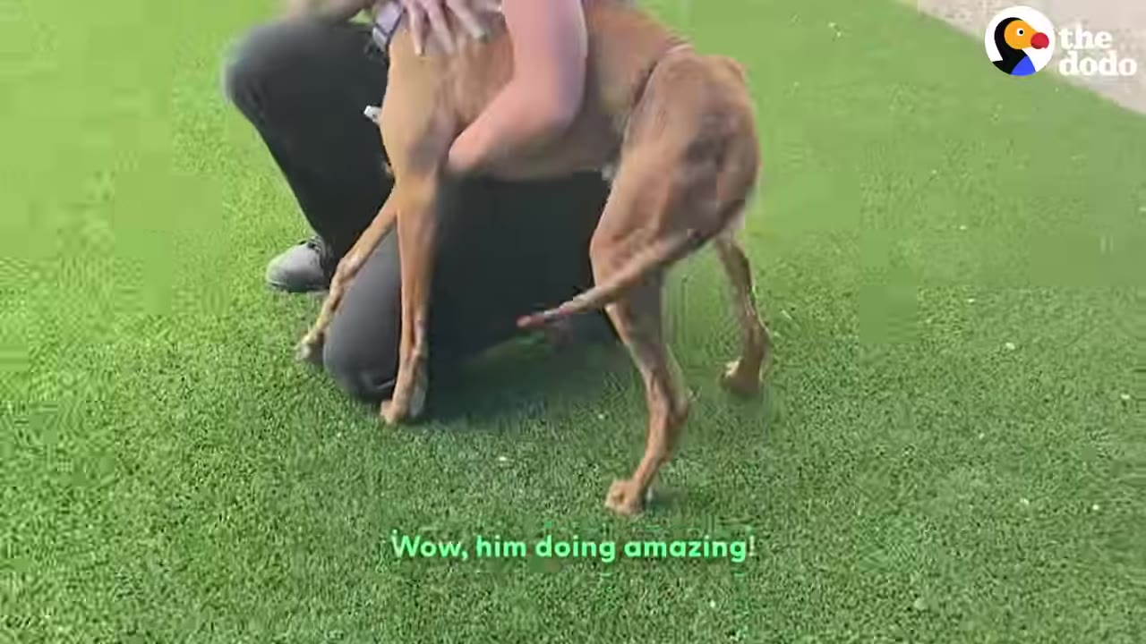 A brown dog stands on a green lawn while a person kneels behind him, gently holding him.