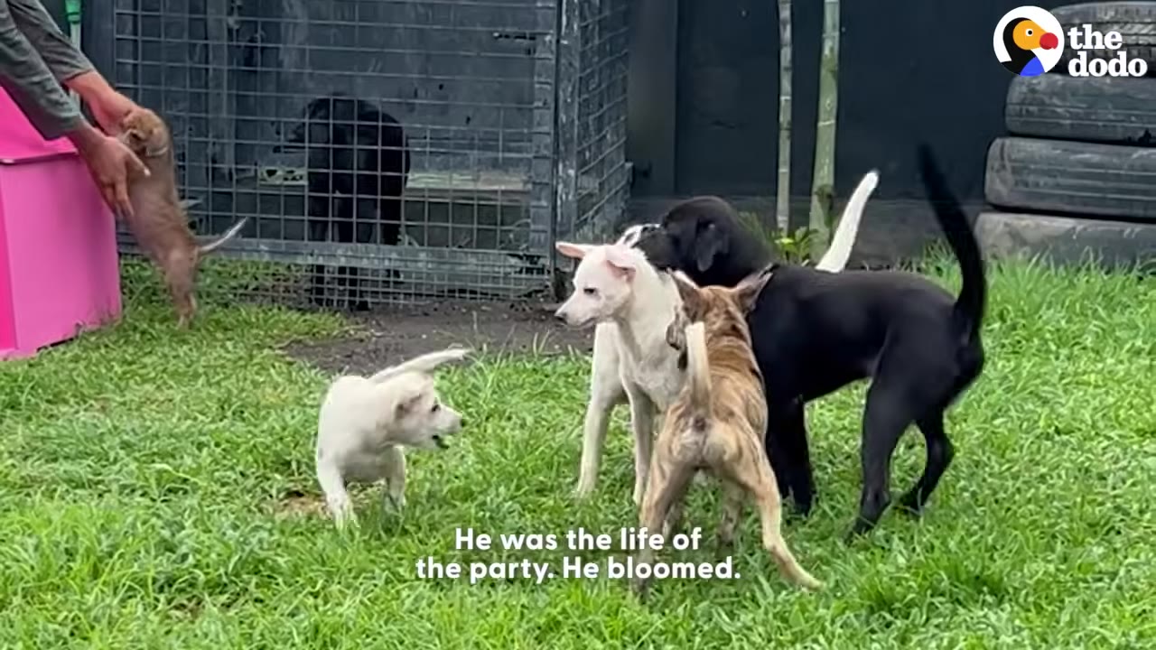 A small white puppy playfully approaches a group of three other dogs standing together on a grassy lawn.