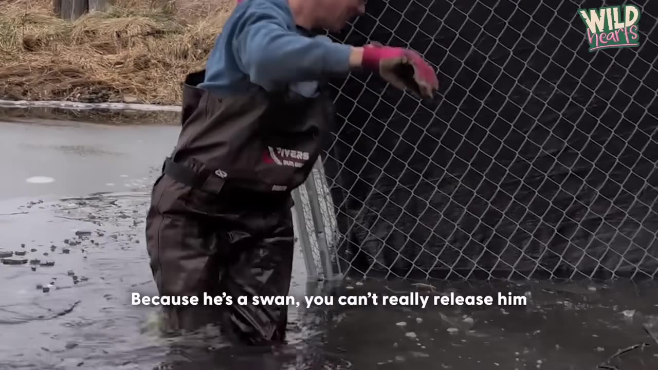A person wearing chest waders stands in shallow water next to a chain-link fence, with the subtitle 'Because he's a swan, you can't really release him' visible at the bottom.