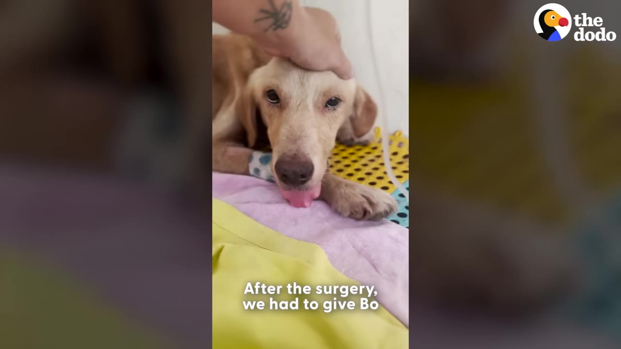 A light brown dog named Bo lies on a colorful blanket with an IV line nearby as a hand gently pets his head.