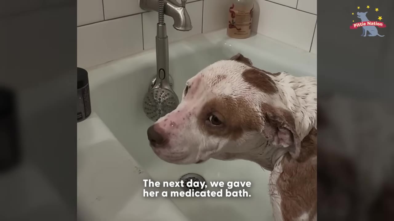 A brown and white dog with wet fur stands in a white bathtub next to a silver faucet.
