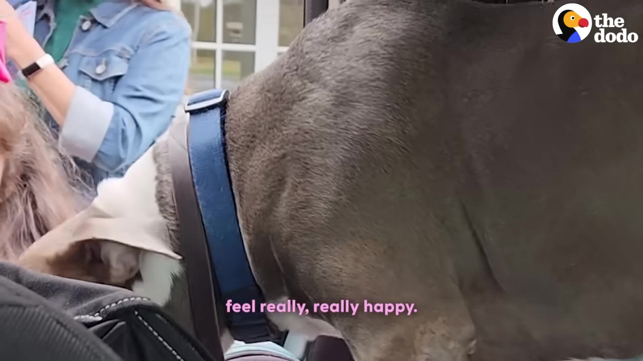 A close-up shot of a grey and white dog wearing a blue collar as he leans forward to interact with a person.