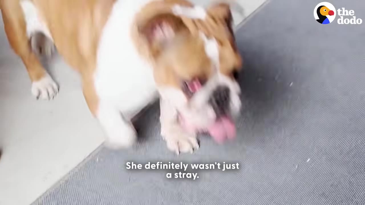 A brown and white bulldog stands on a grey floor with its tongue slightly out.