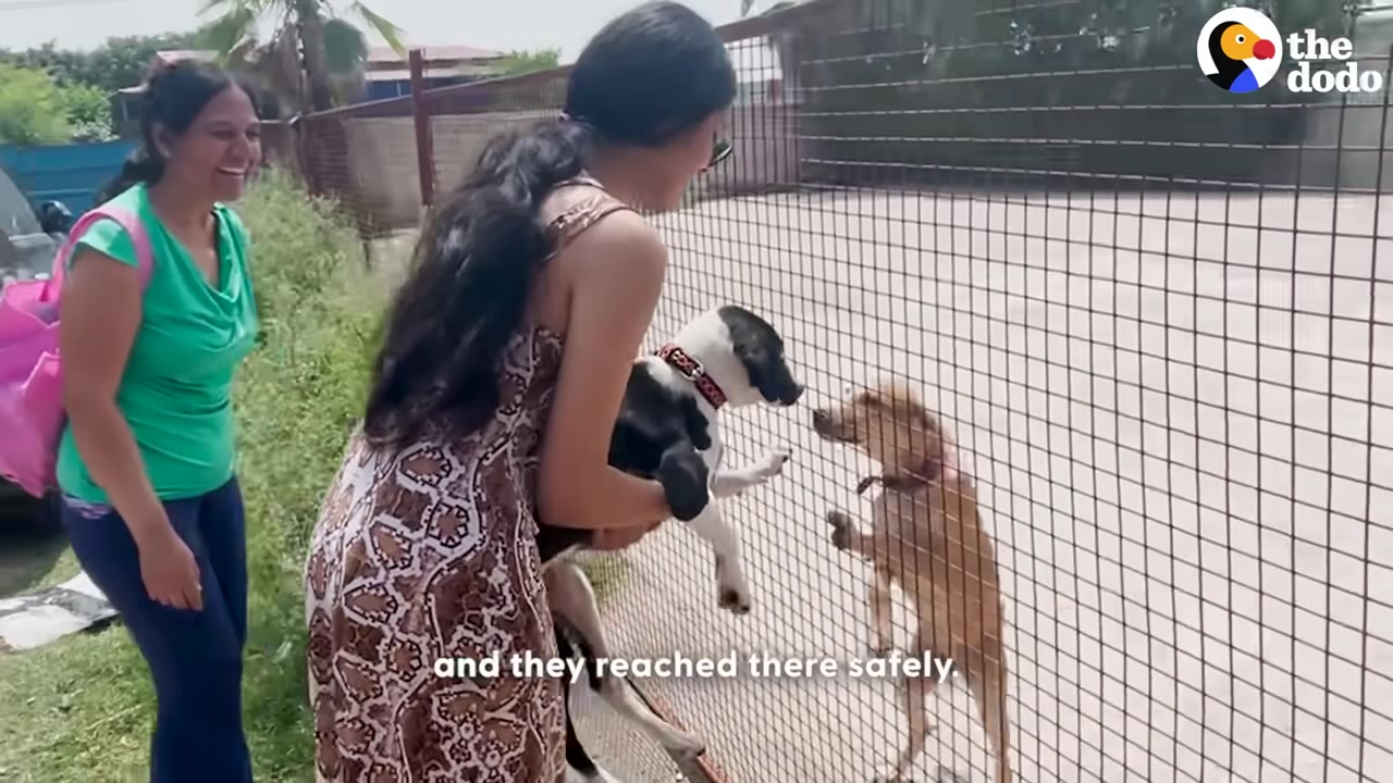 A woman in a patterned dress holds a black and white dog up to a wire fence, where a brown dog stands on its hind legs to greet it, while another woman in a green shirt looks on smiling.