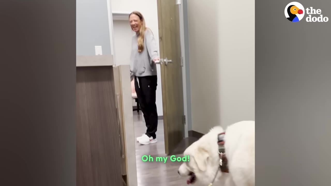 A woman in a grey sweatshirt stands in a clinic doorway, smiling in surprise as she looks down at a large white dog in the foreground.