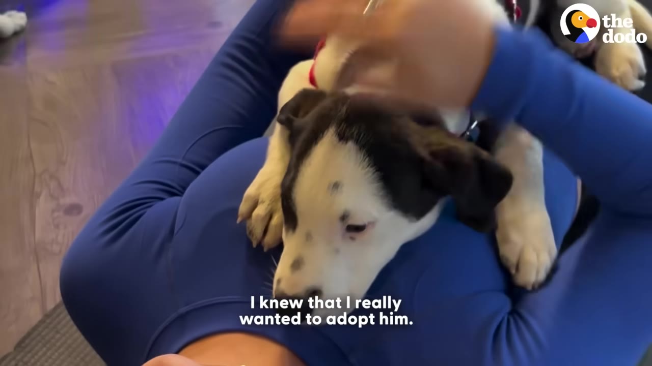 A black and white puppy lies on the chest of a person wearing a blue long-sleeve shirt, who is gently petting the puppy's head.