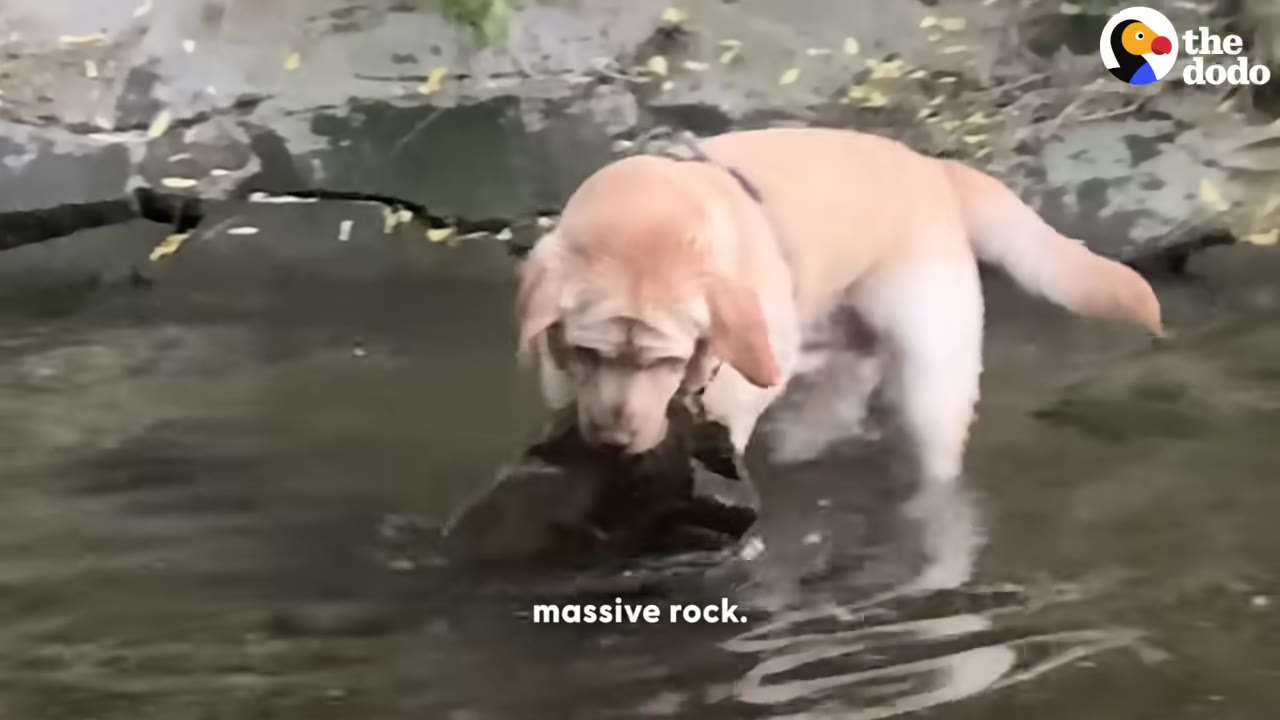 A yellow Labrador retriever standing in shallow water with its head raised, holding a large dark rock in its mouth.