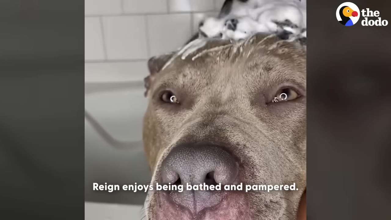 A close-up of a grey pit bull with soapy lather on its head, looking relaxed during a bath.