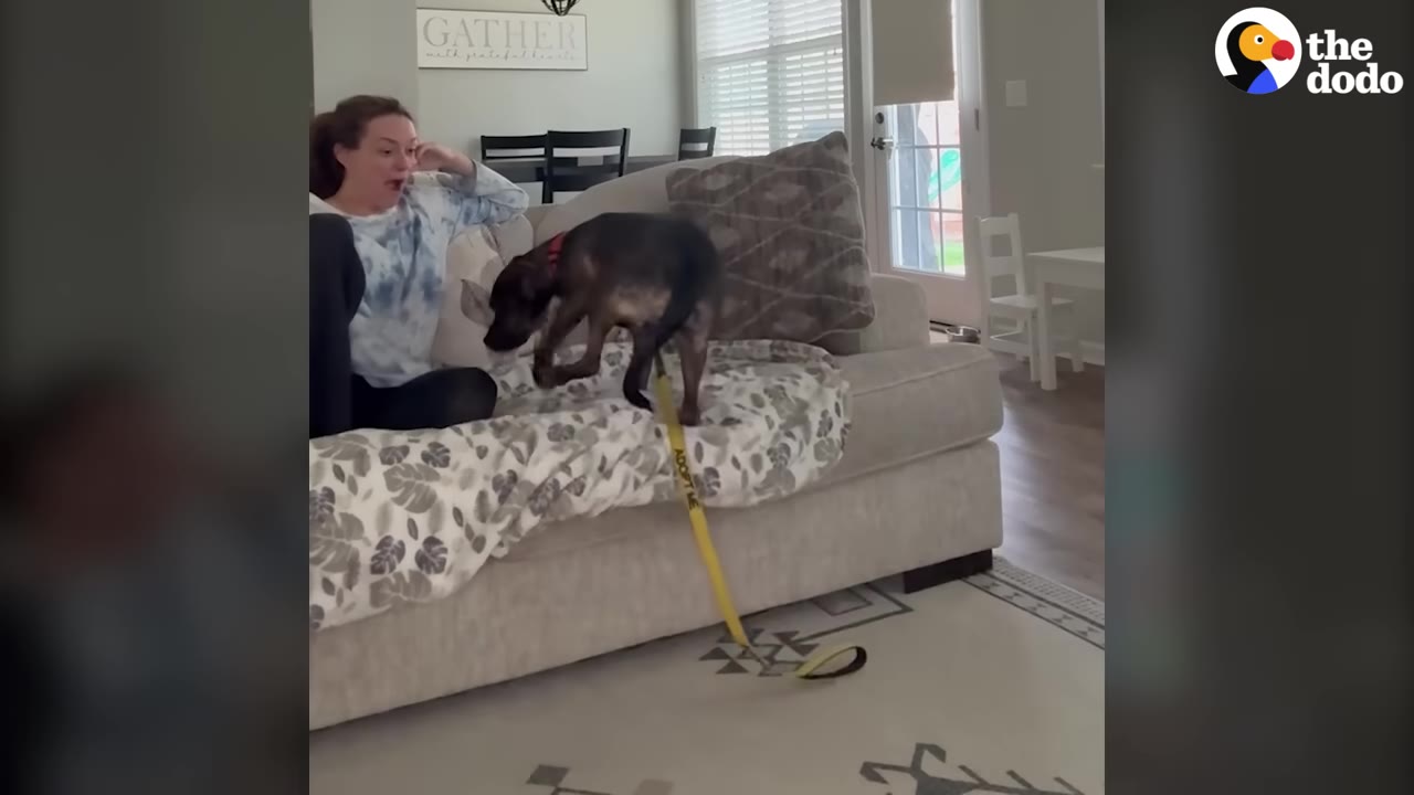 A brown dog with a yellow leash climbs onto a light-colored couch next to a woman who looks surprised.