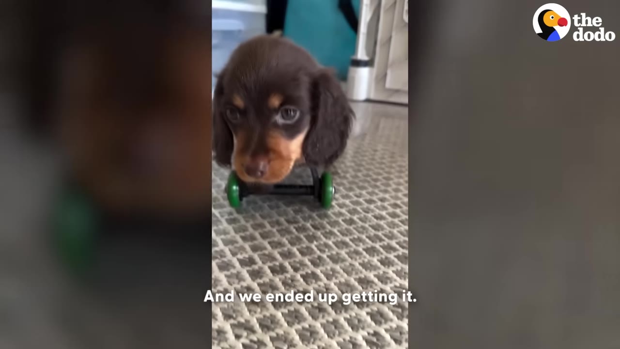 A small brown and tan dachshund puppy stands on a custom miniature cart with green wheels on a patterned carpet.