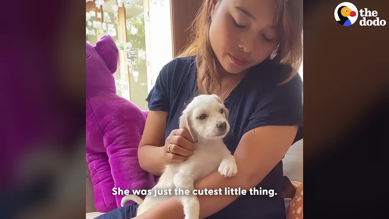 A woman in a dark blue shirt gently holds and pets a small white puppy in her arms while sitting indoors next to a large purple plush toy.