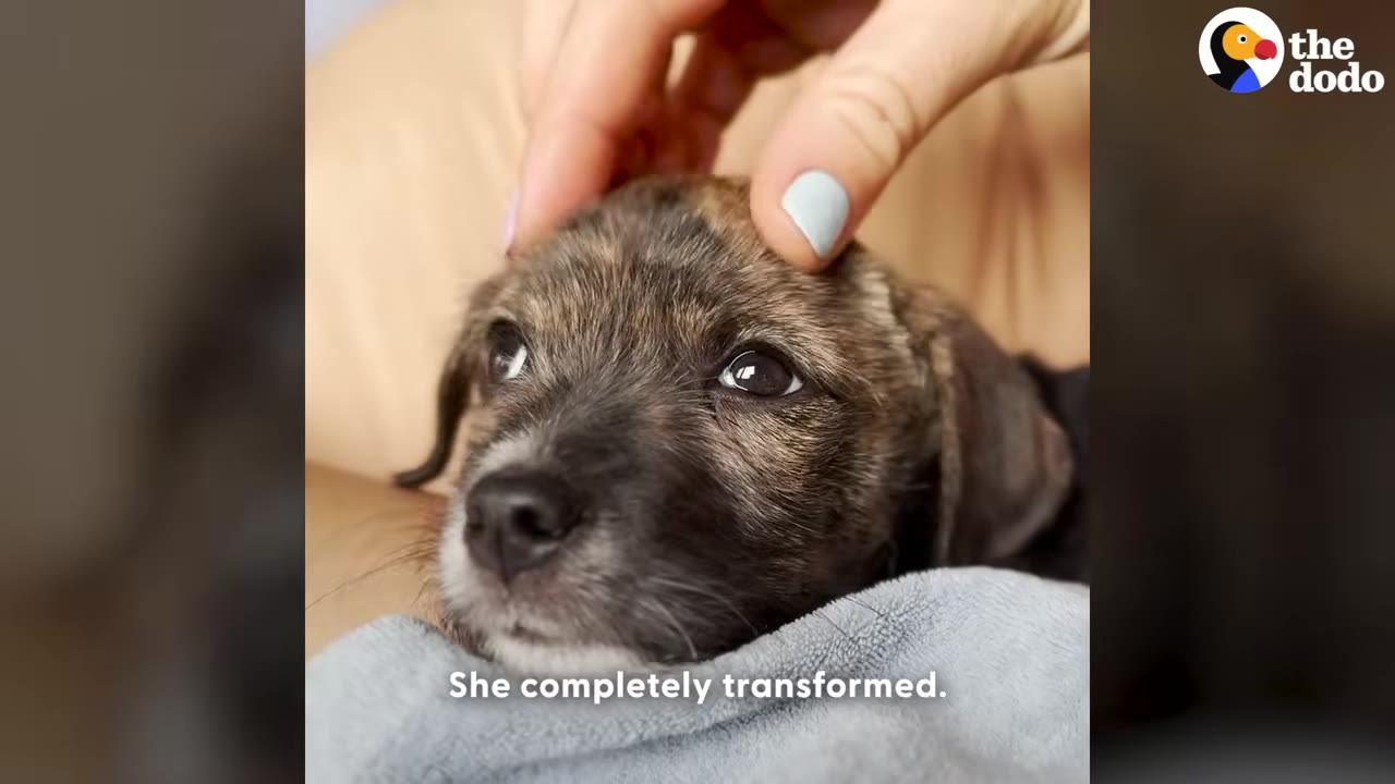 A close-up of a small, brindle puppy being gently petted on the head by a hand with light blue nail polish.