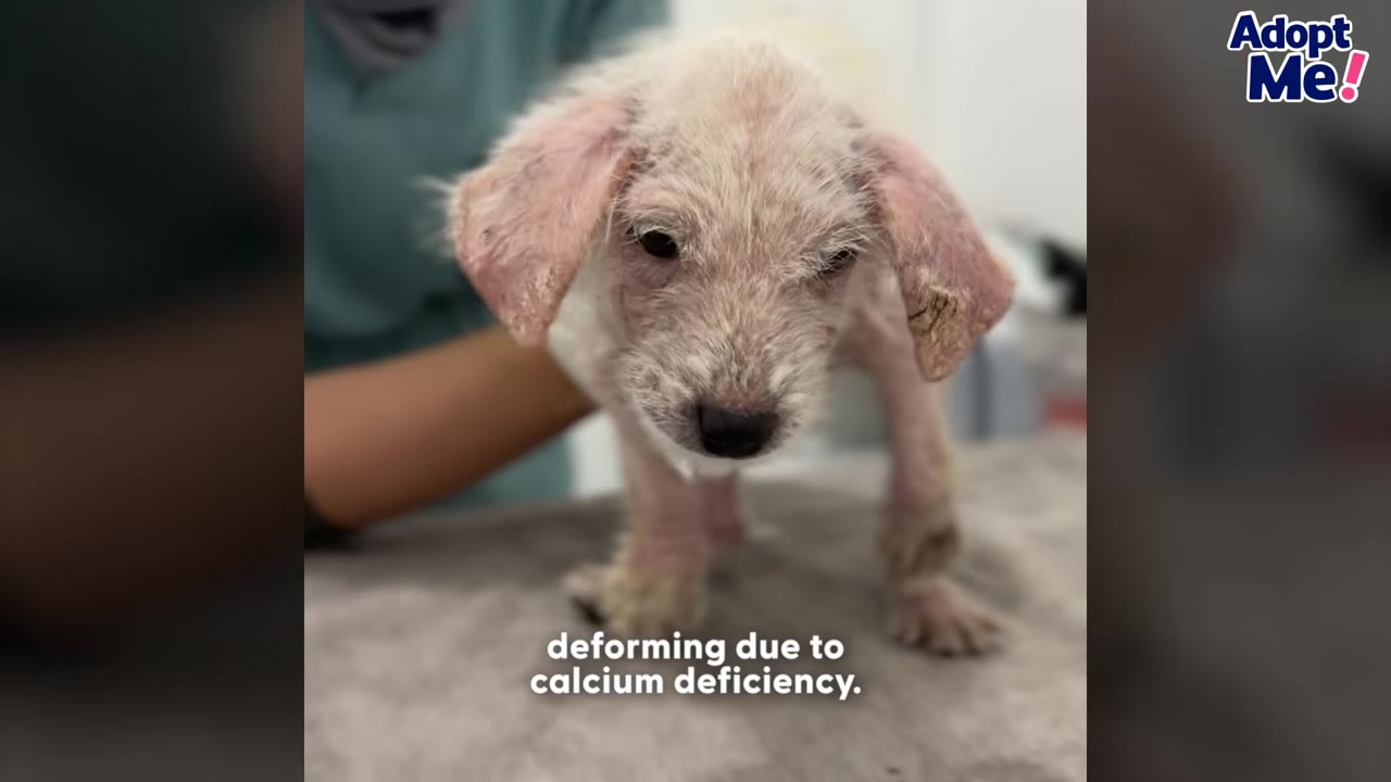 A small, frail puppy with patchy white fur and pink, irritated skin stands on an examination table while being held by a veterinary professional, with text overlay reading 'deforming due to calcium deficiency.'
