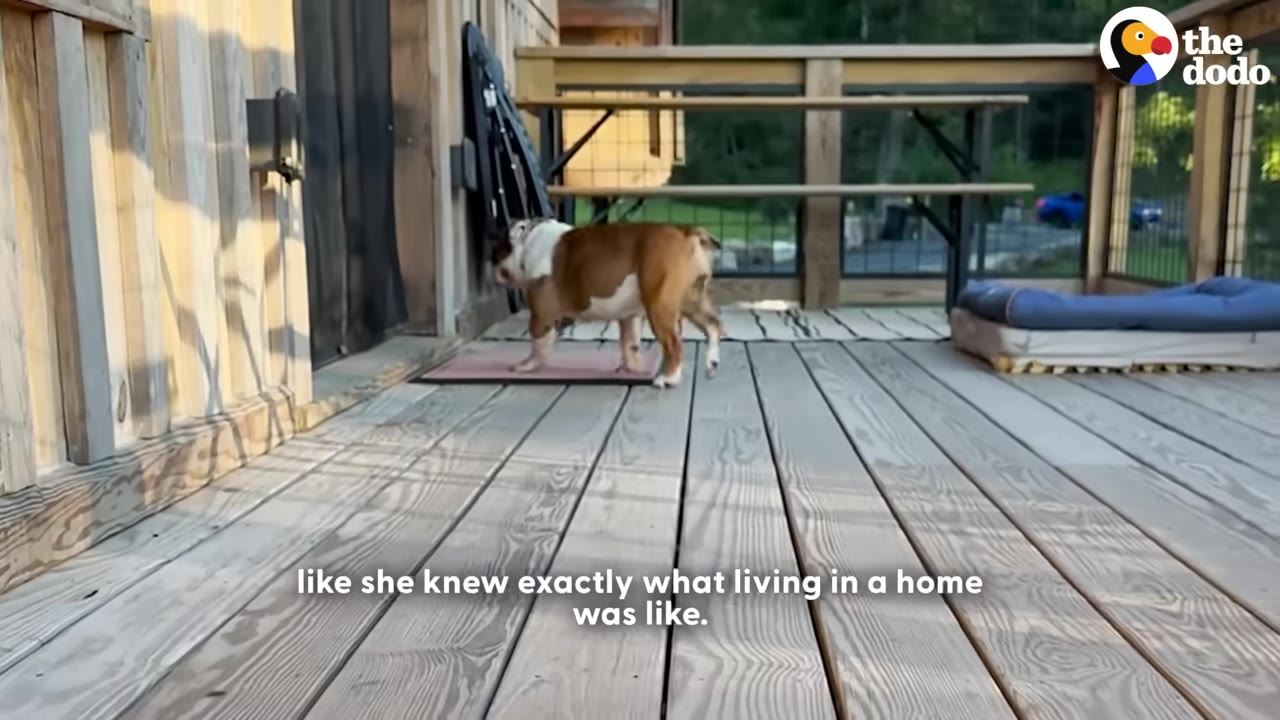 A brown and white bulldog walks on a wooden deck outside a house.