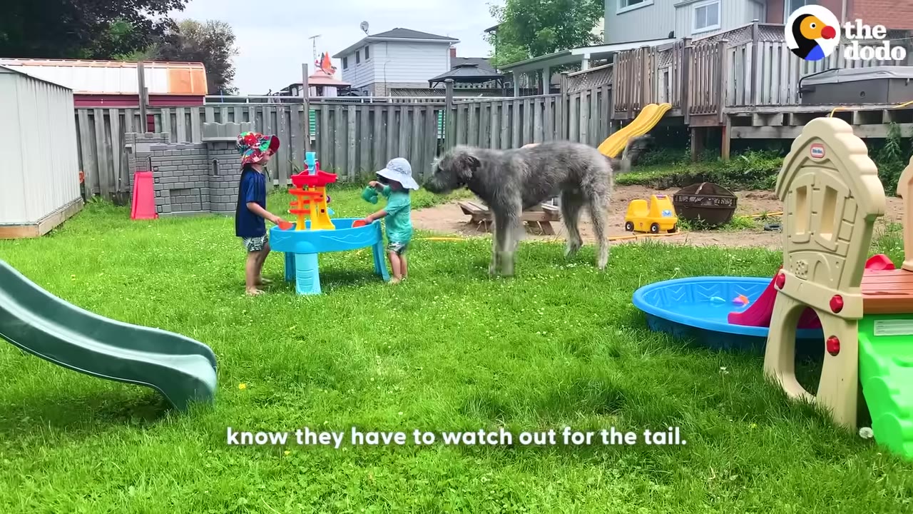 A large grey Irish Wolfhound stands in a grassy backyard near two young children playing with a blue water table toy.